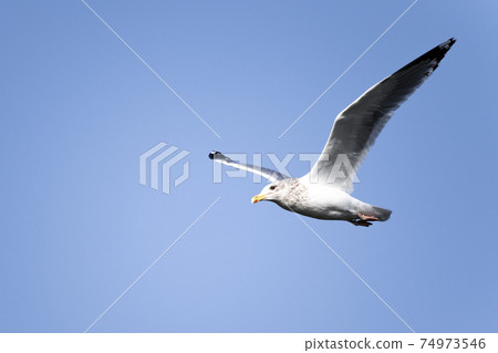 海鷗在霞浦天空中跳舞 海鷗在霞浦天空中跳舞 74973546