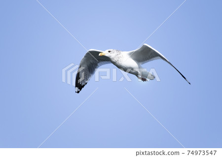 海鷗在霞浦天空中跳舞 海鷗在霞浦天空中跳舞 74973547