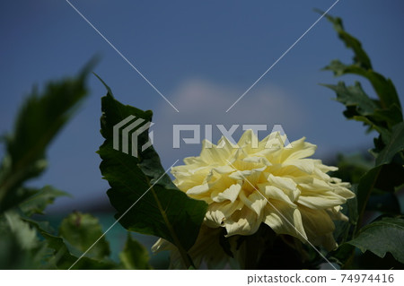 大麗花（稀奶油） 74974416