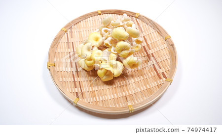 Fresh Pleurotus cornucopiae white background 74974417