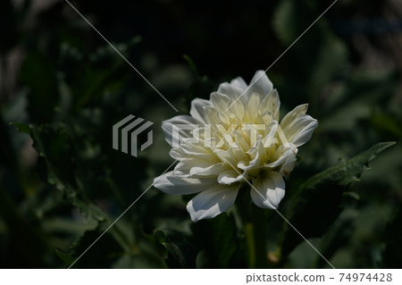 大麗花（稀奶油） 74974428