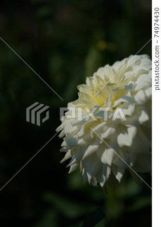 大麗花（稀奶油） 74974430