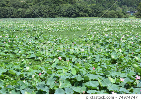 Has swamp lotus field lotus flower 74974747