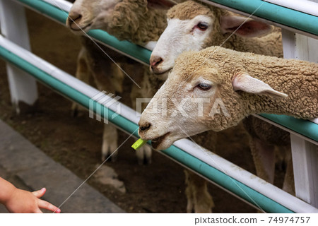 Sheep ranch 74974757