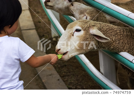 Sheep ranch Sheep ranch 74974759