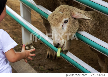 Sheep ranch 74974761