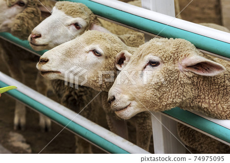 Sheep ranch 74975095