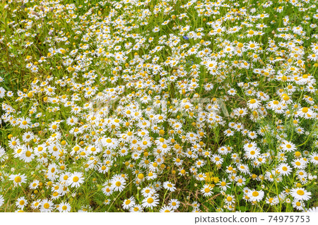 Chamomile flowers field. 74975753