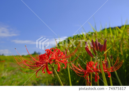Cluster amaryllis along the Katsuragi old road Cluster amaryllis along the Katsuragi old road 74975817