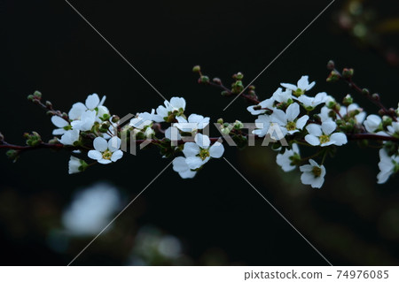 Branches that hang down like a willow Branches that hang down like a willow 74976085
