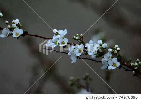 Branches that hang down like a willow 74976086