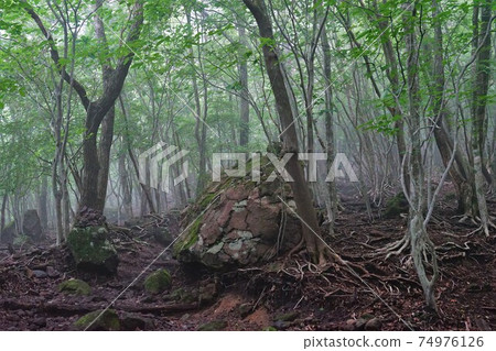 Mountain trail in the Yufudake forest zone covered with fog 74976126