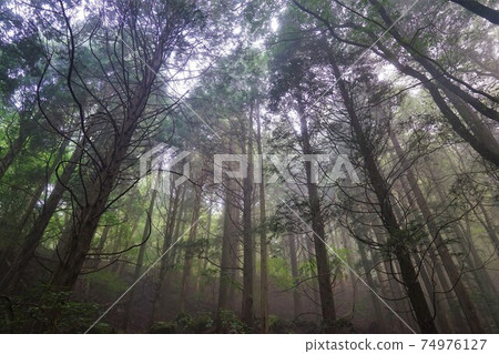 Mountain trail in the Yufudake forest zone covered with fog 74976127