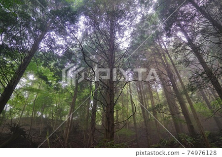 Mountain trail in the Yufudake forest zone covered with fog 74976128
