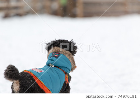 Toy Poodle at a dog run in the snow 74976181
