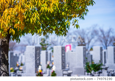 A sunny, graveyard full of tombstones beside a large tree 74976190