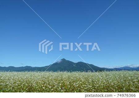 At the foot of Mt. Bandai where white buckwheat flowers are in full bloom At the foot of Mt. Bandai where white buckwheat flowers are in full bloom 74976366