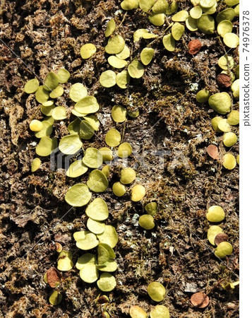 "Mamezuta" that grows on the surface of trees "Mamezuta" that grows on the surface of trees 74976378