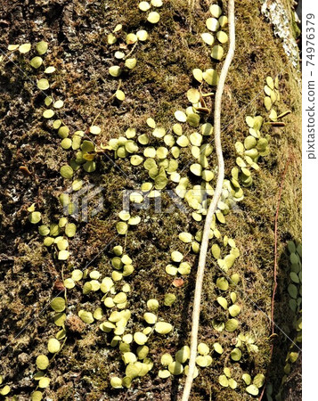 在木材表面生長的“ Mamezuta” 在木材表面生長的“ Mamezuta” 74976379