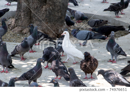 A white pigeon walks on the street between the dark pigeons. A white pigeon walks on the street between the dark pigeons. 74976651