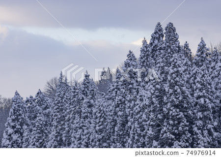 杉樹與雪 杉樹與雪 74976914