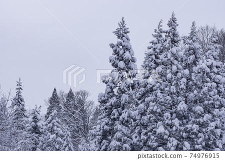 杉樹與雪 74976915