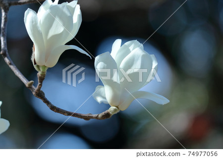 濕潤美麗的花朵 濕潤美麗的花朵 74977056