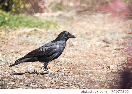 Hermopotus glass 74977205