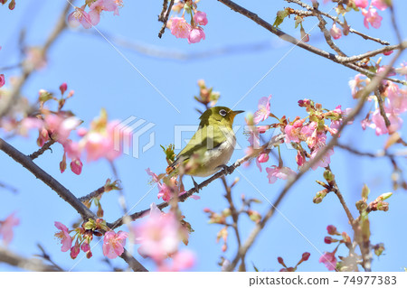 Mejiro on Kawazu cherry tree Mejiro on Kawazu cherry tree 74977383