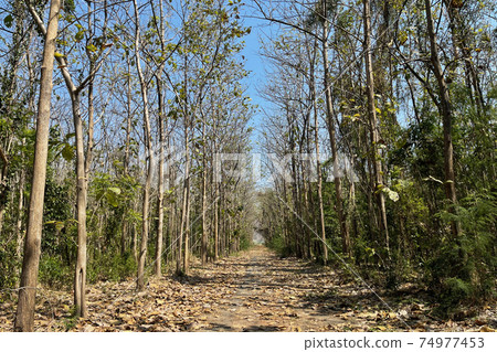 Forest grunge way with big tree at both side in the wild garden. Forest grunge way with big tree at both side in the wild garden. 74977453