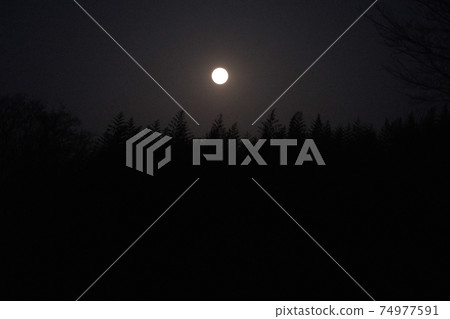 2月的滿月和樹木的輪廓 2月的滿月和樹木的輪廓 74977591