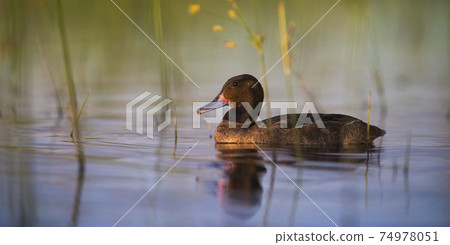 Black headed Duck, Patagonia, Argentina 74978051
