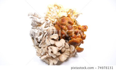 Lots of mushrooms on a white background Lots of mushrooms on a white background 74978131