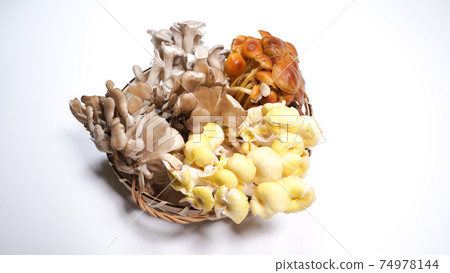 很多在白色背景上的蘑菇 74978144