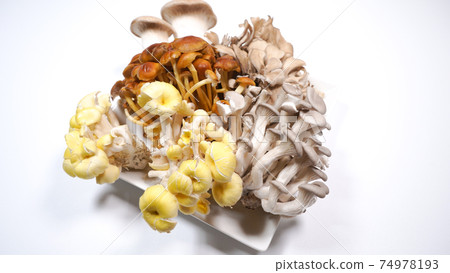 Lots of mushrooms on a white background 74978193