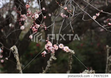 梅 梅 74978194