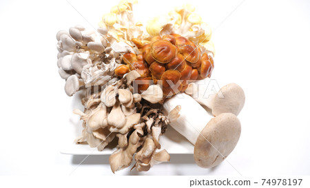Lots of mushrooms on a white background 74978197