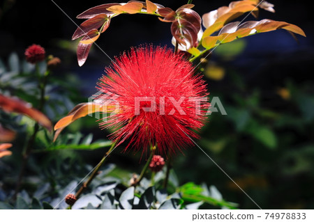 Calliandra haematochea at Tokiwa Zoo 74978833