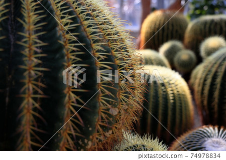 Tokiwa Zoo Cactus 74978834