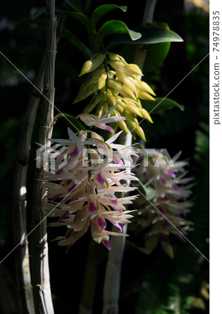 Dendrobium Amethyst Glossom at Tokiwa Zoo 74978835