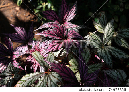 Color Reef 74978836