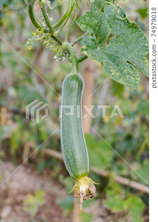 Sponge Gourd Vegetable Sponge( Luffa cylindrica) clinging on a vine 74979018