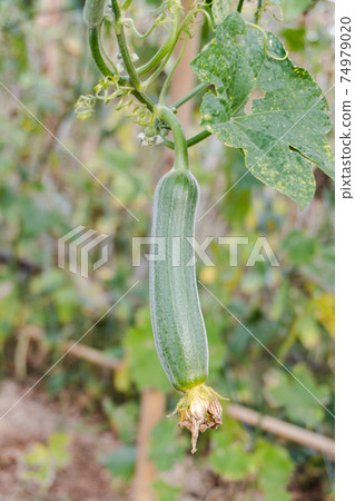 Sponge Gourd Vegetable Sponge( Luffa cylindrica) clinging on a vine 74979020
