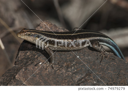 Lizard take sun, Africa Lizard take sun, Africa 74979279