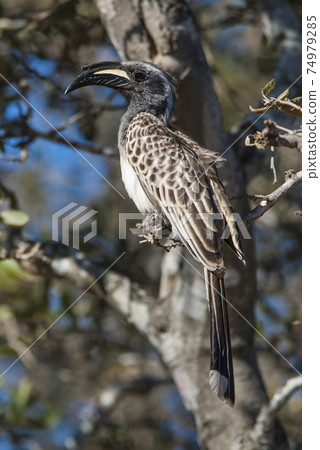 African grey hornbill, Africa African grey hornbill, Africa 74979285