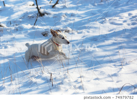 Dog in winter forest Dog in winter forest 74979782