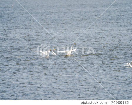 Beautiful swans in Kitaura flapping their wings in a duet Beautiful swans in Kitaura flapping their wings in a duet 74980185