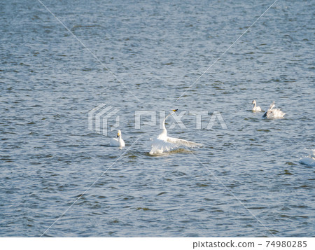 一群美麗的天鵝在北浦拍打翅膀 74980285