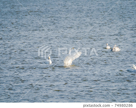 一群美麗的天鵝在北浦拍打翅膀 一群美麗的天鵝在北浦拍打翅膀 74980286