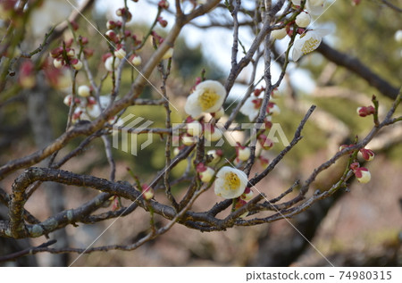 Winter solstice plum Winter solstice plum 74980315